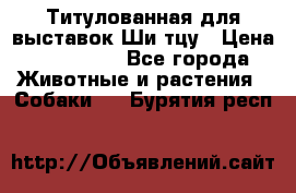 Титулованная для выставок Ши-тцу › Цена ­ 100 000 - Все города Животные и растения » Собаки   . Бурятия респ.